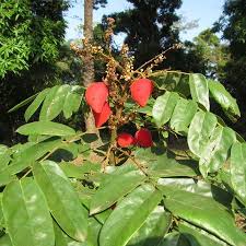 Image result for Cnestis