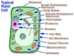 We did not find results for: Difference Between Animal And Plant Cells Animal Vs Plant Cells