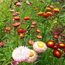 Image result for Helichrysum silvaticum