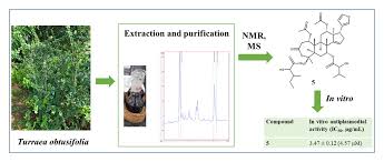 Image result for Turraea robusta