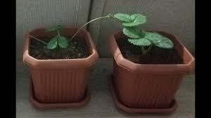 Cilek Cogaltma Koldan Cilek Fidesi Uretimi Cilek Strawberry 2018 Youtube