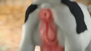 Spreading cows pussy