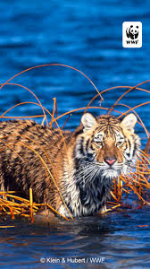 Free Wwf Iphone Wallpaper World Wildlife Fund We hope you enjoy our growing collection of hd images to use as a background or home screen for your smartphone or computer. free wwf iphone wallpaper world