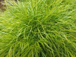 Image result for Carex cognata