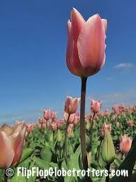 Love2do > awesome 2 > holland sea of flowers in full bloom. Tulip Fields In Holland When And Where Flipflopglobetrotters Com