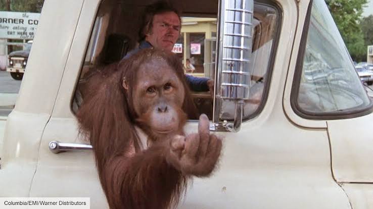 Clint Eastwood knew Every Which Way But Loose was a "problem picture" - The  Digital Fix