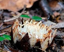 Image result for Thonningia