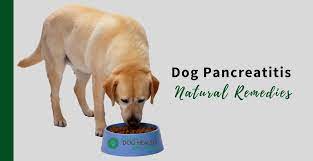 That's an organ near the stomach that helps digest food and control blood sugar. Dog Pancreatitis Remedies Supplements And Diet