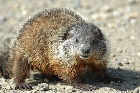 #marmotte #marmota marmota #montagne #pyrénées #wildlife #mountains. Encyclopedie Larousse En Ligne Marmotte