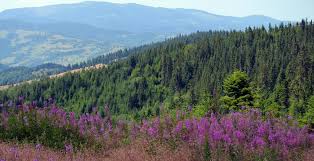 Unul dintre cele mai sălbatice parcuri naționale din lume, parcul național manas, situat în statul indian assam, este un sit al patrimoniului mondial unesco, o rezervație de. Cele Mai Frumoase Parcuri NaÈ›ionale Din Romania Travel Beauty