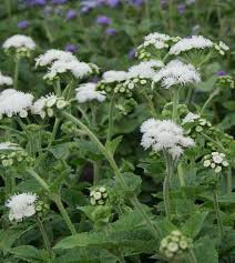 Image result for Ageratum