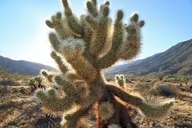 Then allow to dry in a shady dry area as noted. As Rains Ease In The West Cactuses Shine Brighter Than Ever The New York Times