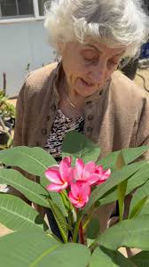 Few different shots of Kimo🧡 #plumeria #frangipani #plumerias #flowers  #blooms #tropicalplants #orangeflowers #waterwise #droughttolerant #tree  #plumeriatree #kimoplumeria #californiagrown #jandjplumerias