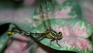 Black And Yellow Dragonfly With Long Tail Yellow And Black Dragonfly Gomphurus Externus Bugguide Net