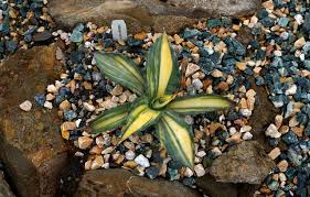 Image result for Grangea zambesiaca