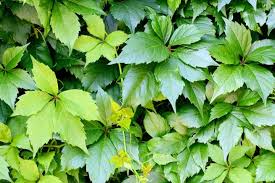 Wilder Wein Dungen In 2020 Wilder Wein Gartenboden Grunpflanzen