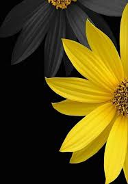Black And Yellow Things Yellow Black Yellow Flower Wallpaper Yellow Wallpaper Yellow Flowers