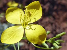 Image result for Polystachya cultriformis (yellow-flowered form)