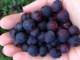 Saskatoons also adapt well to a wide range of soil types and ph values. Announcing The Great Saskatoon Search Contest Saskatoon Berry Institute