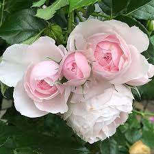 We did not find results for: Roses Of The Garden Of My House Rose Rosa Rosegarden Rosestagram Rosephotography Pinkroses Flowers Beautiful Flowers Rose Flower Photos