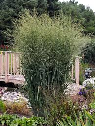 Image result for Panicum peteri