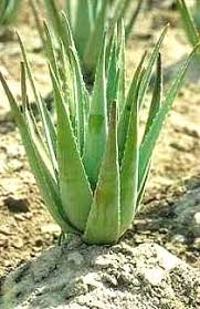 It grows like a weed. What Is Aloe Vera Aloe Natural Health And Nutrition