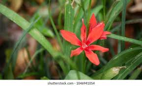 Image result for Freesia grandiflora