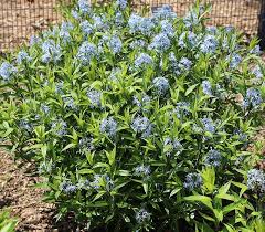 Image result for Tabernaemontana odoratissima