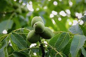 Plantarea puietilor altoiti se face. Plantarea Nucilor Pregatirea Terenului Infiintare Irigatie Cultiva Profitabil