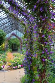Image result for Hardenbergia