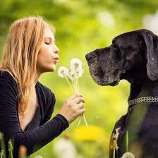 5 miles 10 miles 25 miles 50 miles 100 miles 200 miles 500 miles. Is The Magnificent Great Dane The Right Dog For You K9 Web