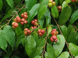Image result for Cleistanthus schlechteri