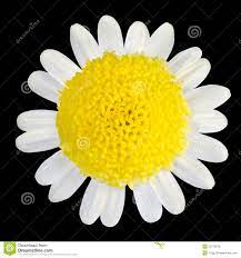 Flor Amarilla Con Los Petalos Blancos Aislados En Negro Imagen De Archivo Imagen De Cubo Cuadrado 25775575