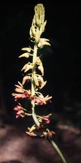 Image result for Eulophia alta