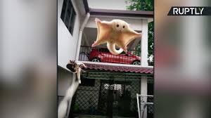 Mas, e que tal sugar glider? Petauro Do Acucar Voce Vai Querer Ter Um Video Dailymotion