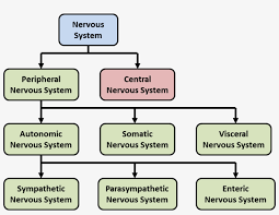 Understanding cns central nervous system chart. Components Of The Nervous System Enteric Nervous System Chart Free Transparent Png Download Pngkey