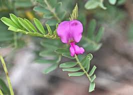 Image result for Indigofera sp.nov. aff. I chimanimaniensis