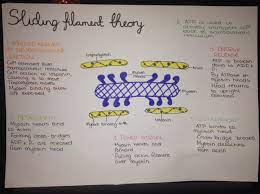 Thefatstudent 9 32pm Sliding Filament Theory Of Muscle Contraction Poster To Go On My Revision Biology Revision How To Study Anatomy Anatomy And Physiology