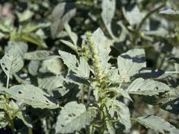 Image result for Amaranthus viridis