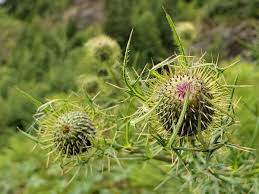 Image result for Cirsium
