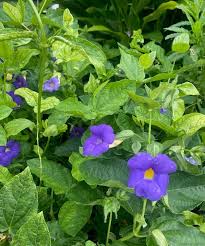 Image result for Thunbergia battiscombei