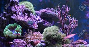 Should aquarium salt be used in freshwater tanks? Saltwater Aquarium Plants Off 75 Www Usushimd Com