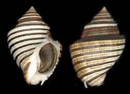 Image result for Pseudopod Ospermum