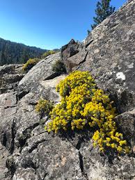 Image result for Landolphia cuneifolia