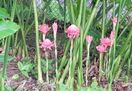 Pilih ranting yang sihat, berdaun cantik, dah pernah atau sedang berbuah, tidak terlalu lembut/muda dan tidak terlalu tua. Ini Cara Tanam Kantan Untuk Dapatkan Hasil Bunga Yang Banyak Impiana