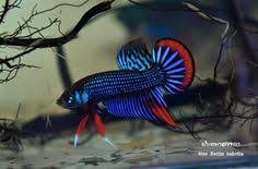 Pin On Betta