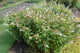 Image result for Lysimachia