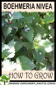 Image result for Boehmeria nivea