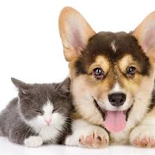 Cat found new area to explore