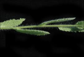 Image result for Sphaeranthus foliosus